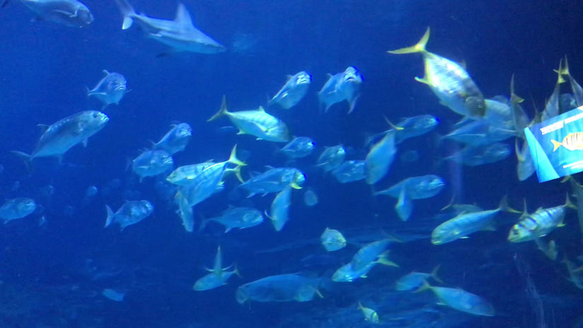 Aquarium Atlanta - Grand bassin 3